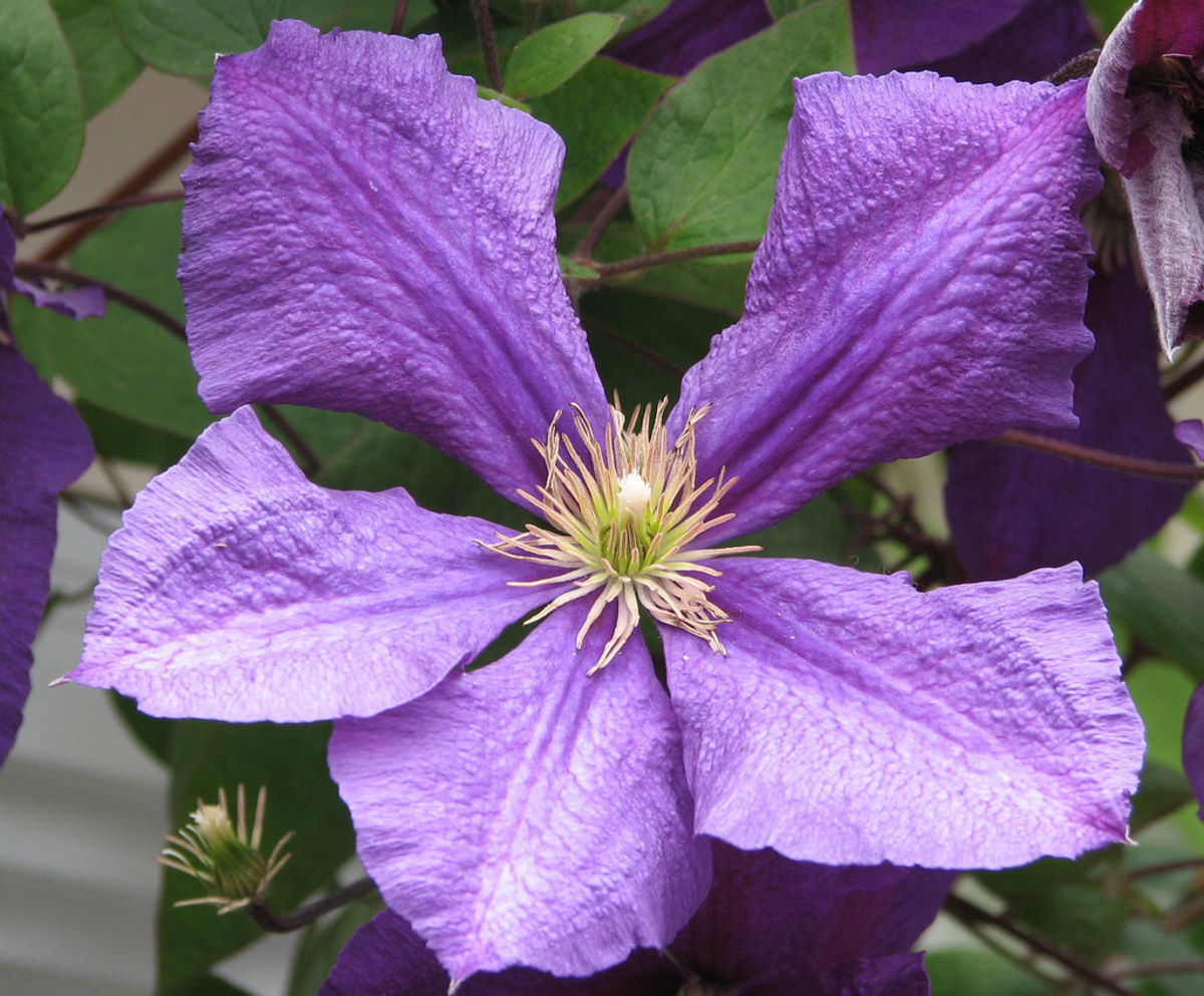 How to Grow Clematis Plants Successfully