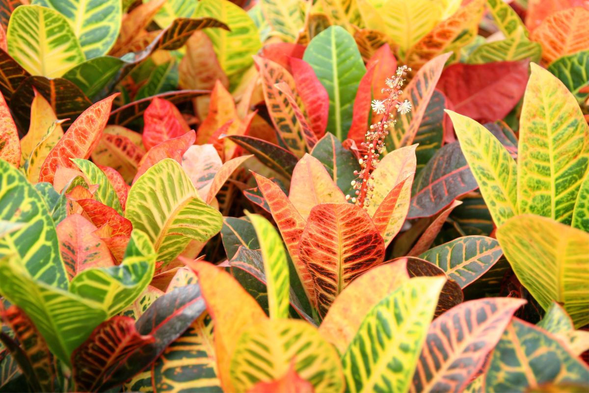 How to Care for Croton Plants