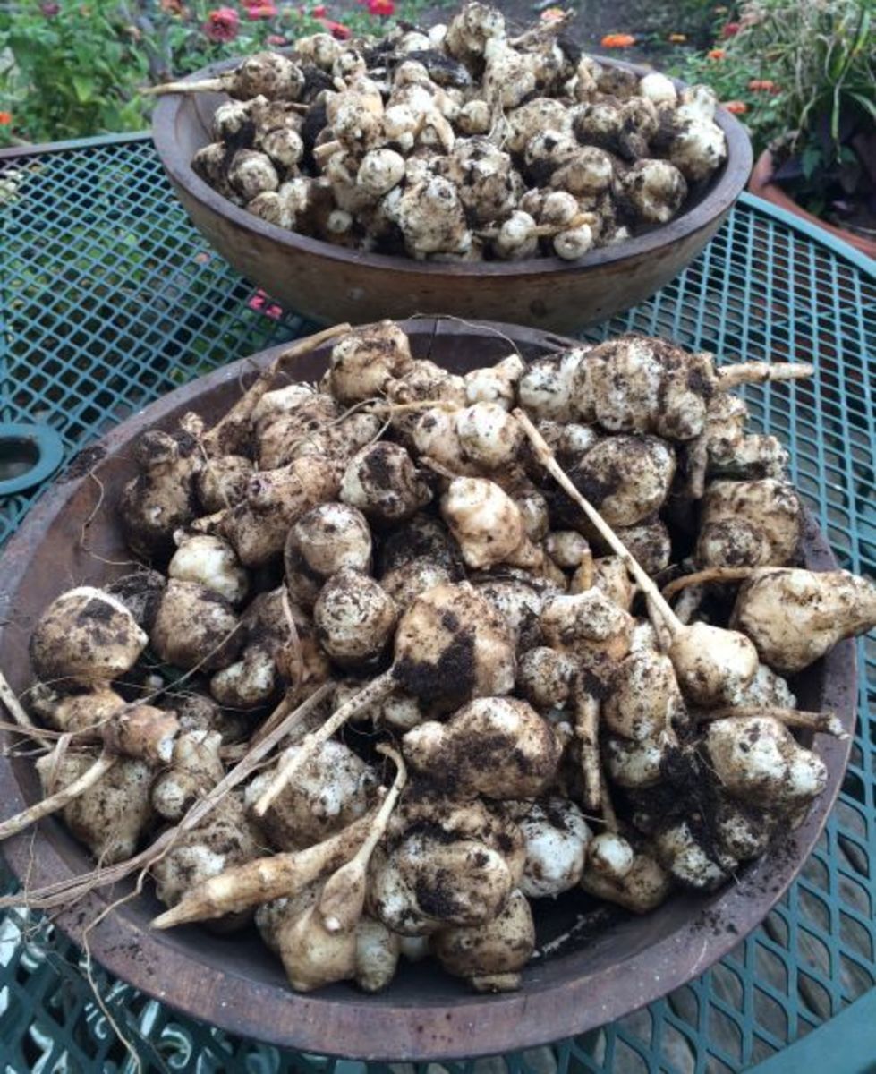 A Comprehensive Guide to Growing Jerusalem Artichokes Dengarden