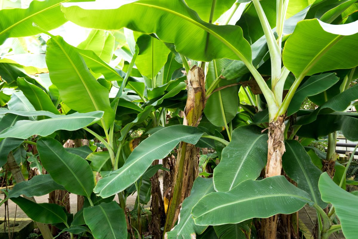 How to Grow Banana Plants in Cool Climates