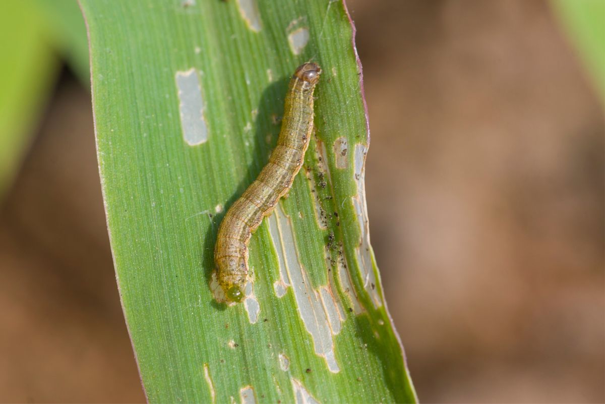 Garden Pests: How to Control Armyworm Infestation & Damage