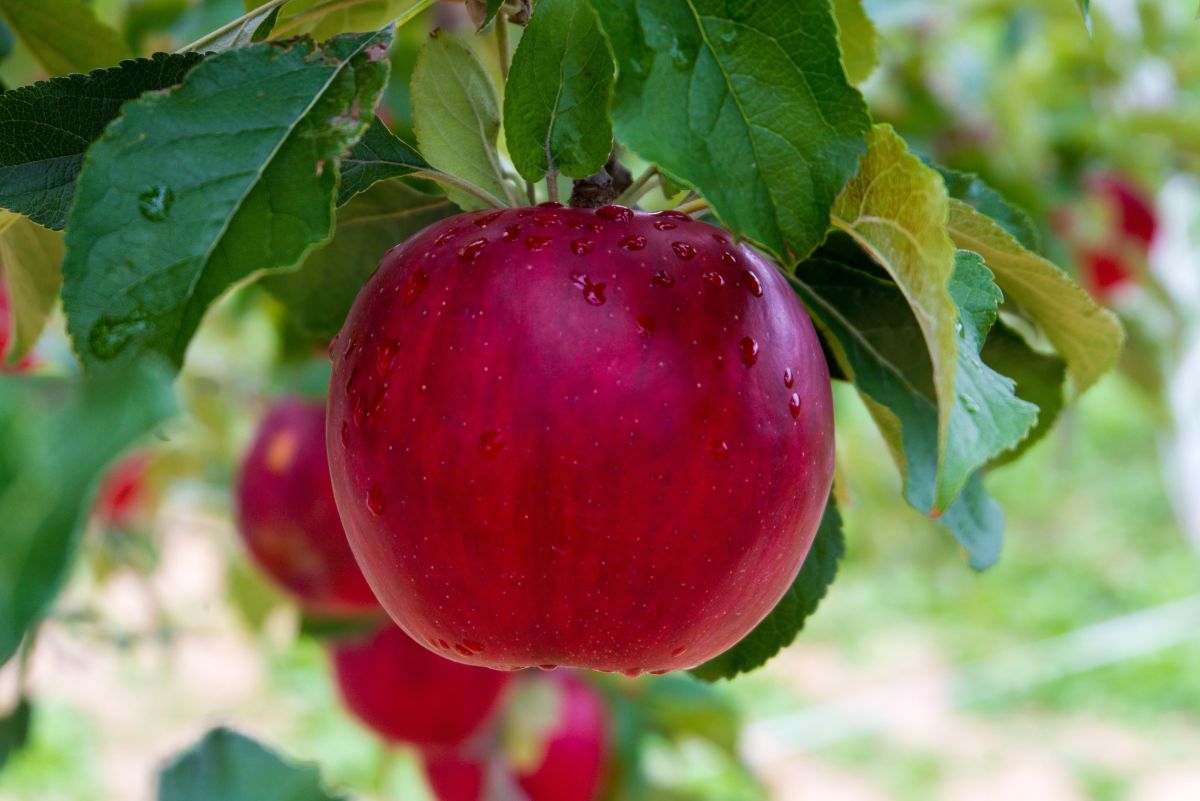 How to Grow a Dwarf Apple Tree