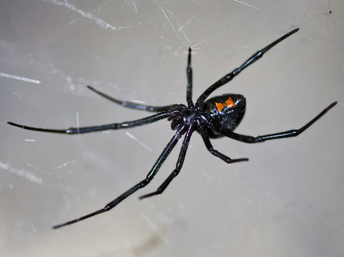 Pictures, Symptoms, and Treatment of Black Widow Spider Bites