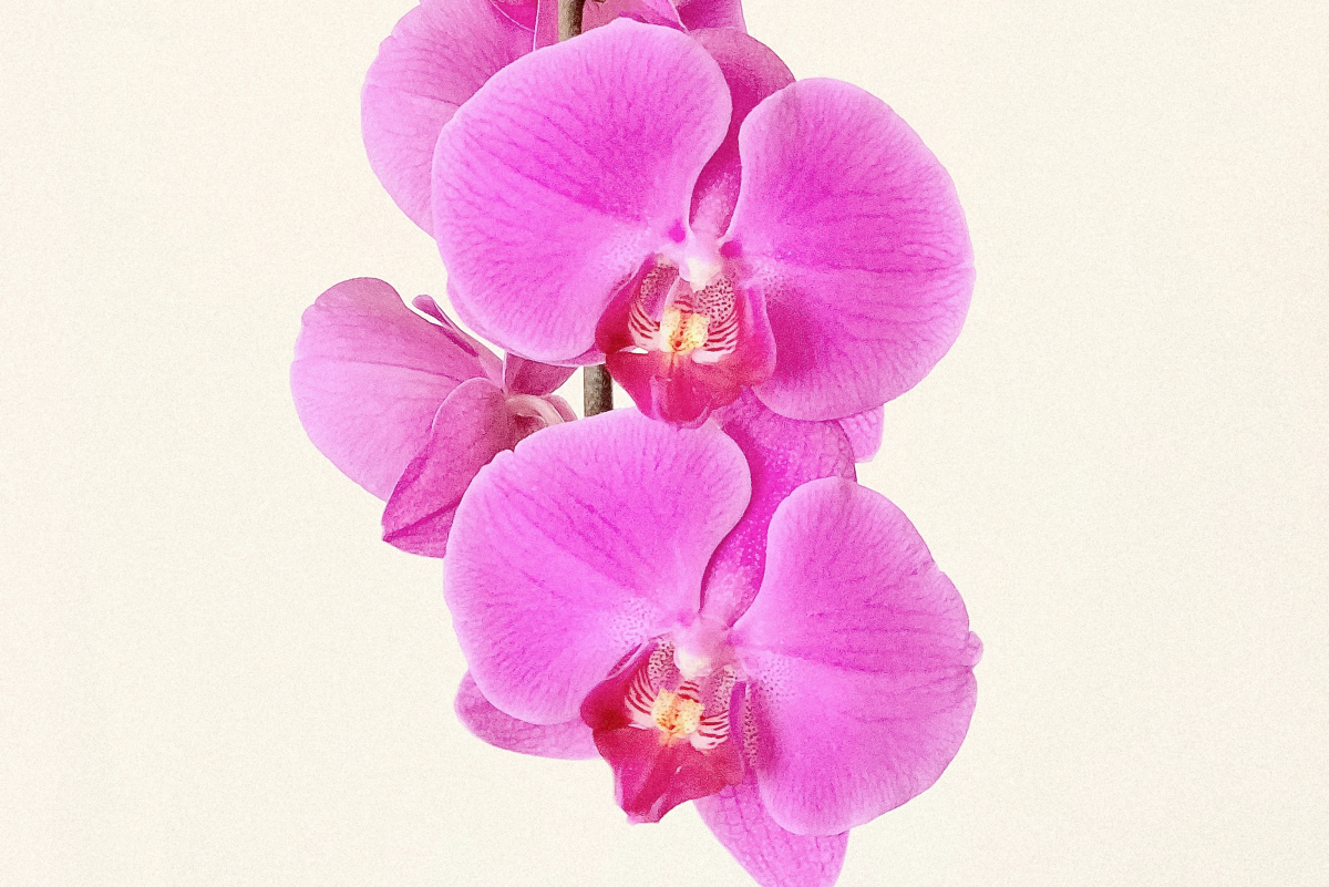 7 Tips on How to Keep Orchids Beautiful and Healthy
