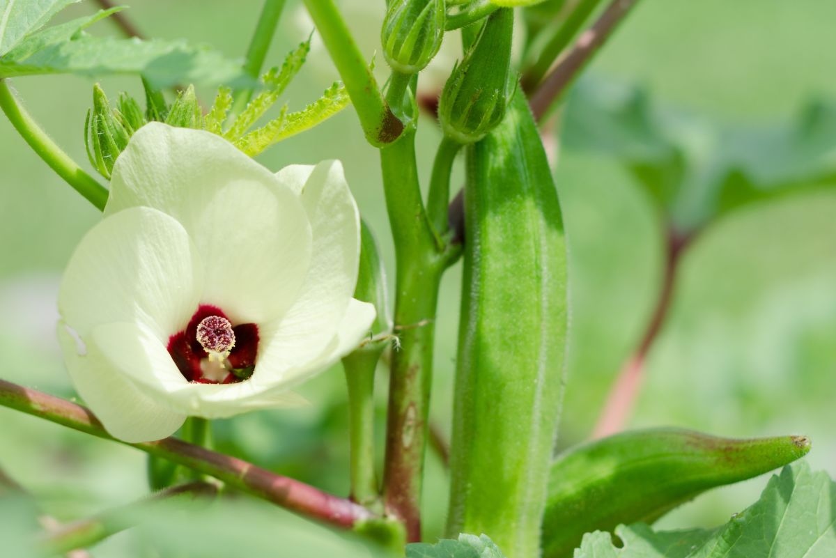 How to Plant and Grow Okra: Gardening Tips and Secrets