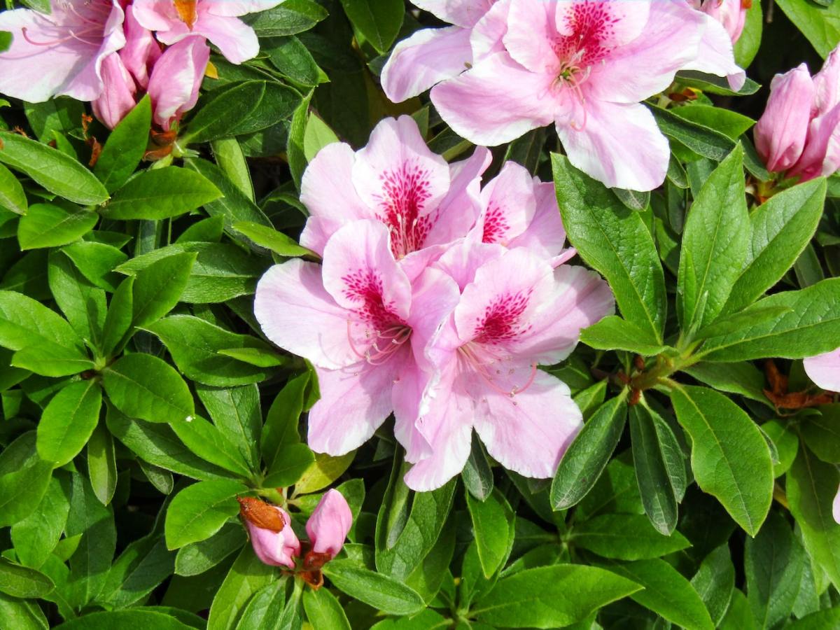How to Care for Azaleas in Your Garden