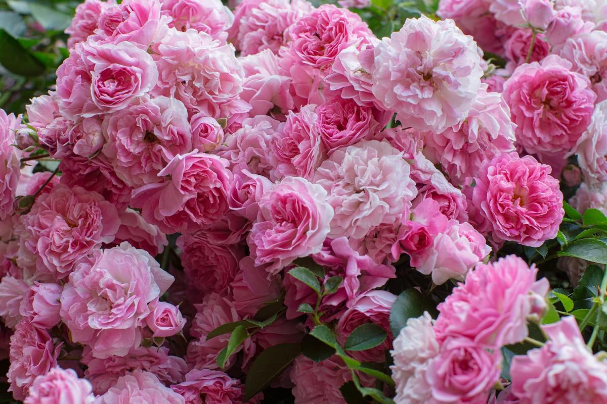 How to Care for Carnations
