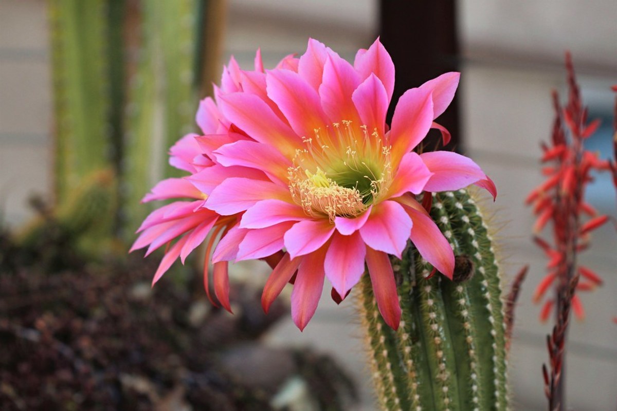 How to Care for an Easter Cactus (the Spring Cactus)