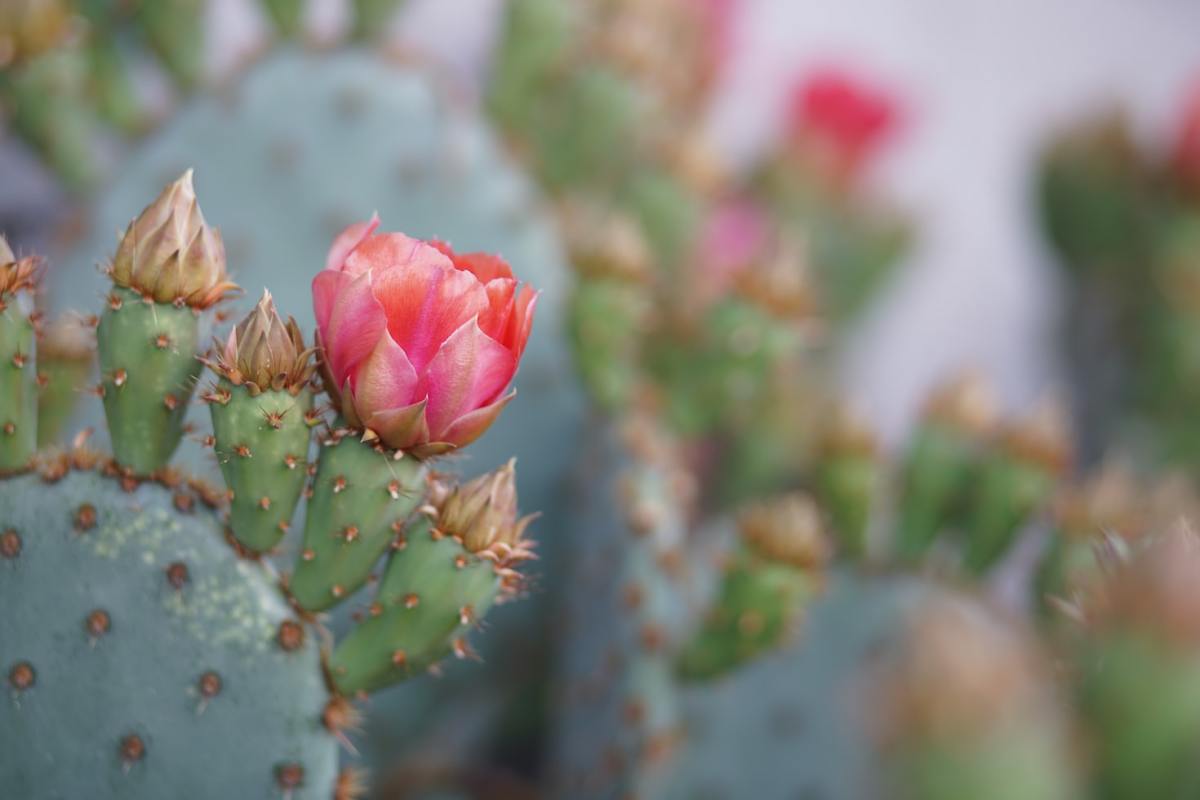 How to Grow and Propagate Flowering Cactus Plants