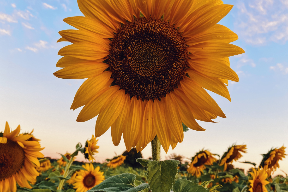 How to Care for Sunflowers and Harvest Their Seeds
