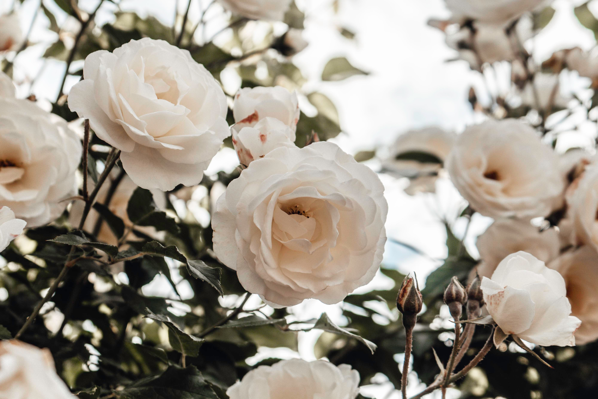 The Best and Most Fragrant Roses for Making Rose Water