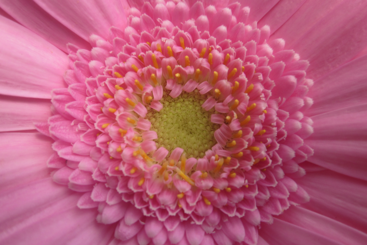 How to Care for the Gerbera Daisy