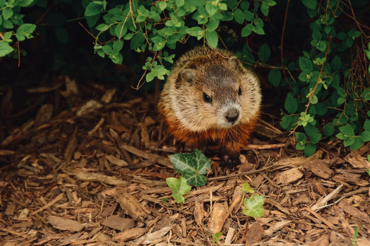 A large Groundhog or Woodchuck sitting in a humane / Have-A-Heart
