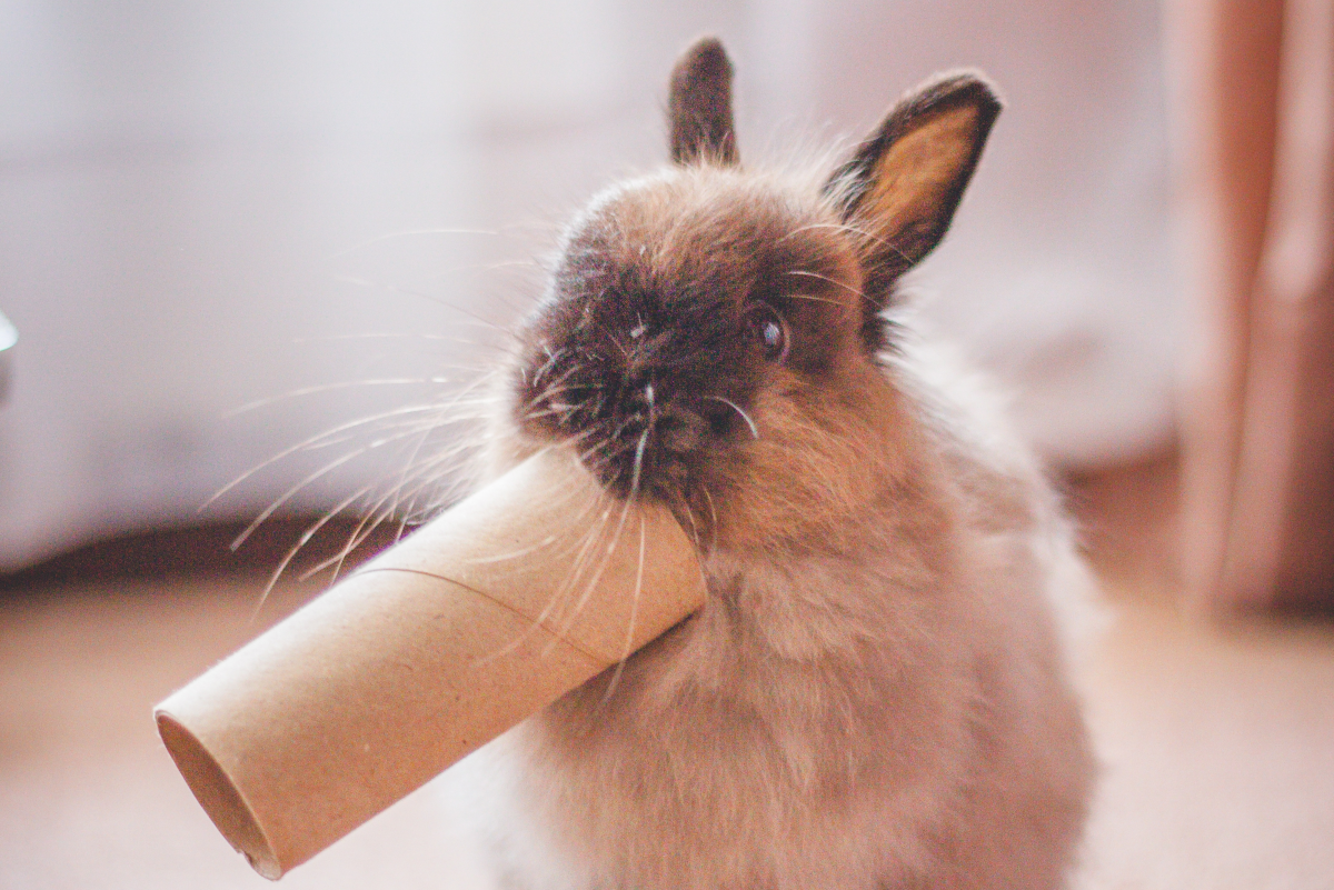Pica in Rabbits: What to Do If Your Bunny Eats Everything