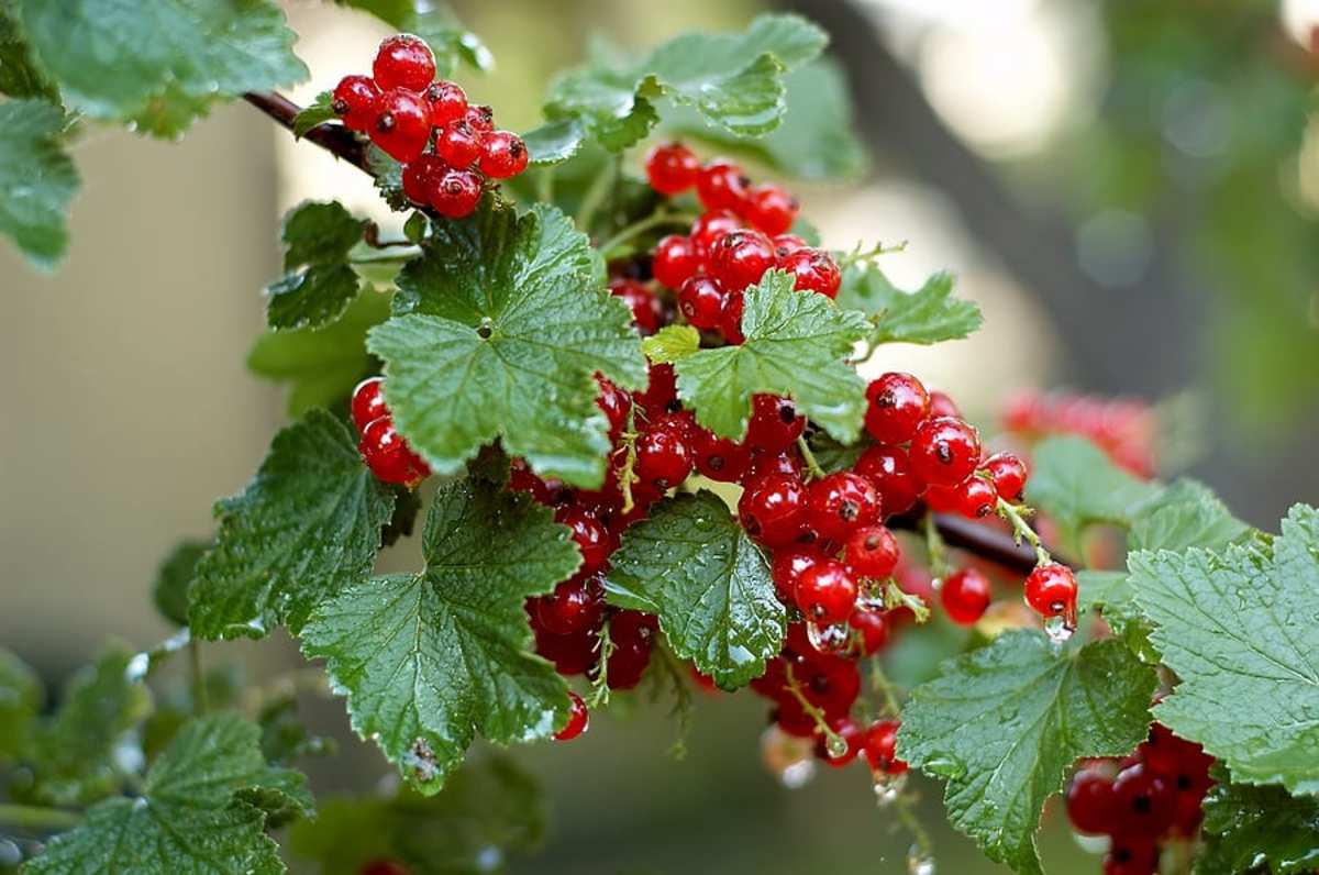 A Complete Guide to Growing Cold-Hardy Currants