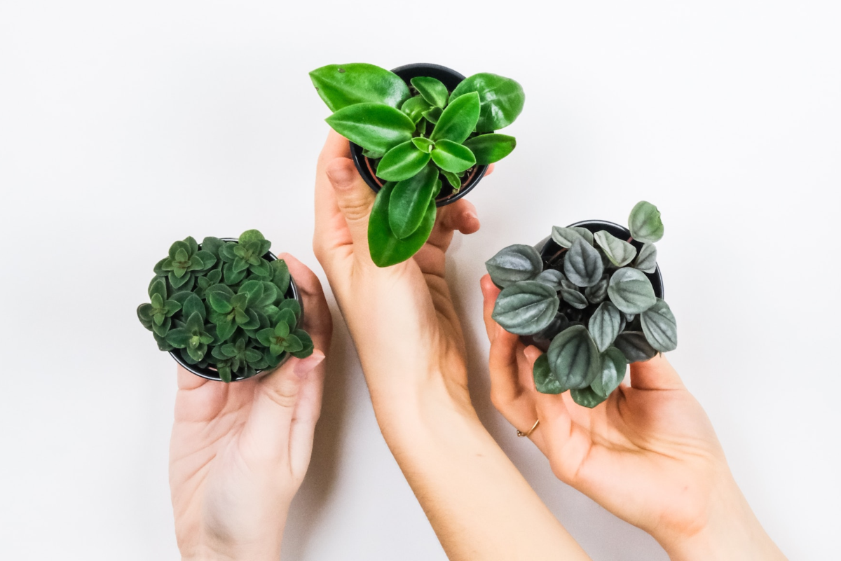How to Choose the Best Houseplants for Beginners