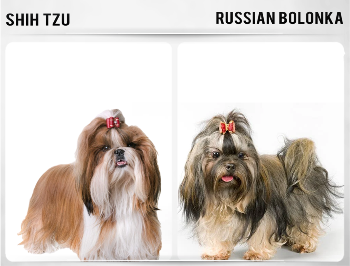 Dog breeds deals like shih tzu