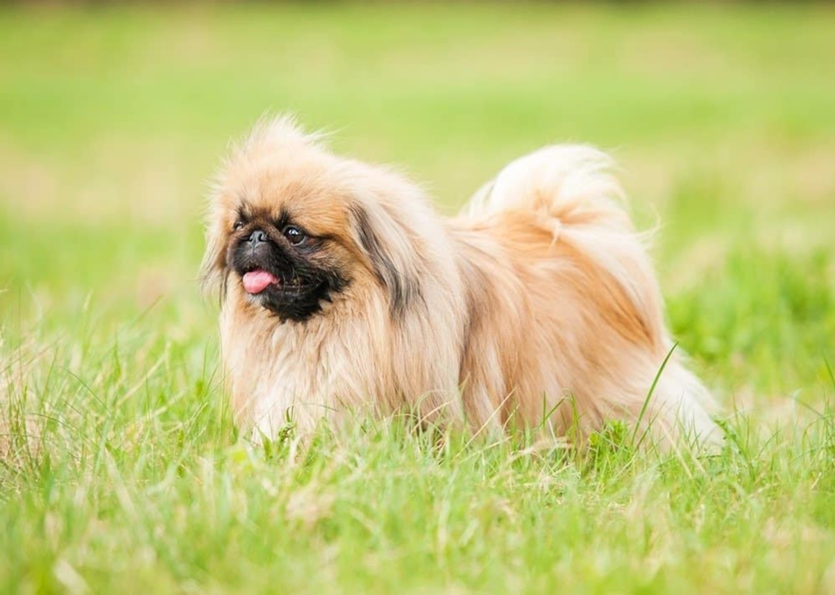 white pekingese shih tzu