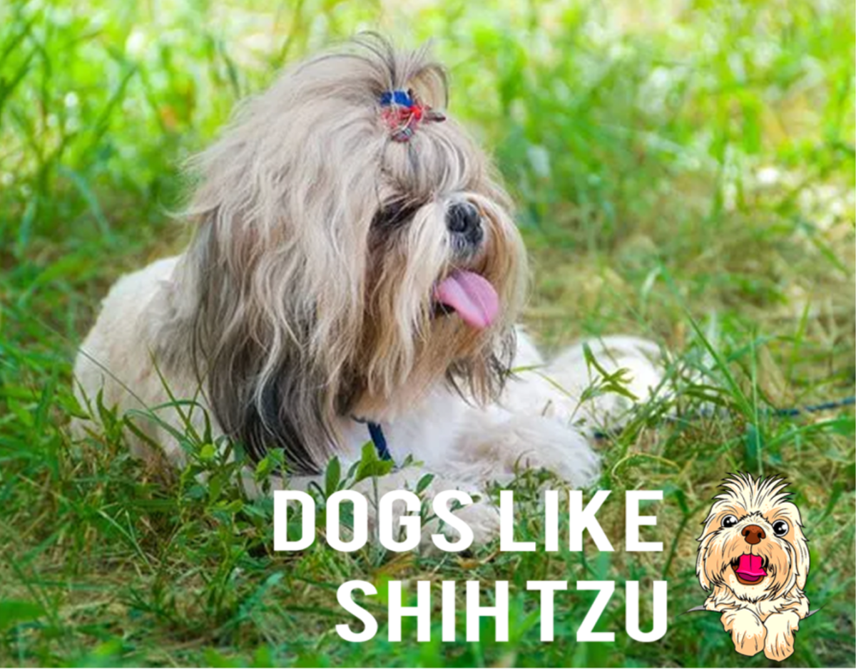 15 Dog Breeds Like the Shih Tzu
