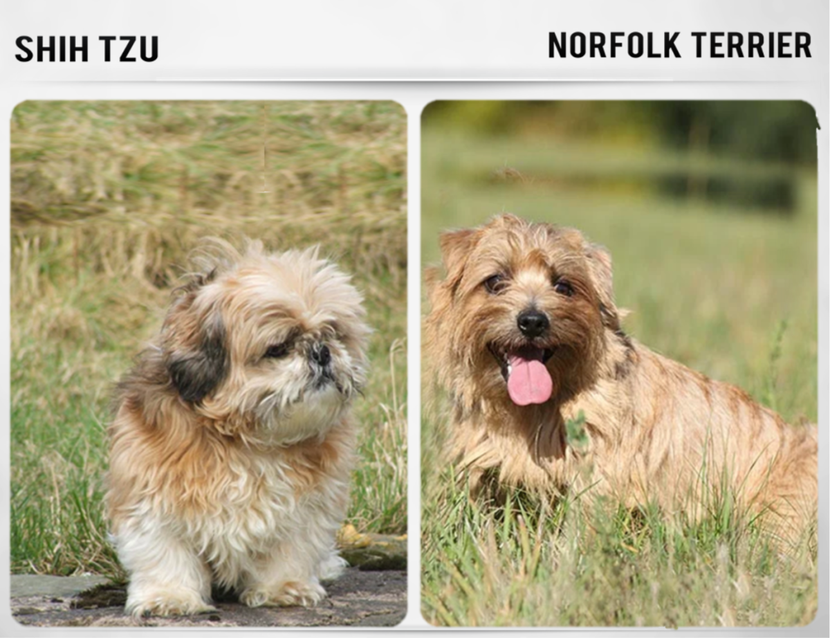 Breeds similar best sale to lhasa apso