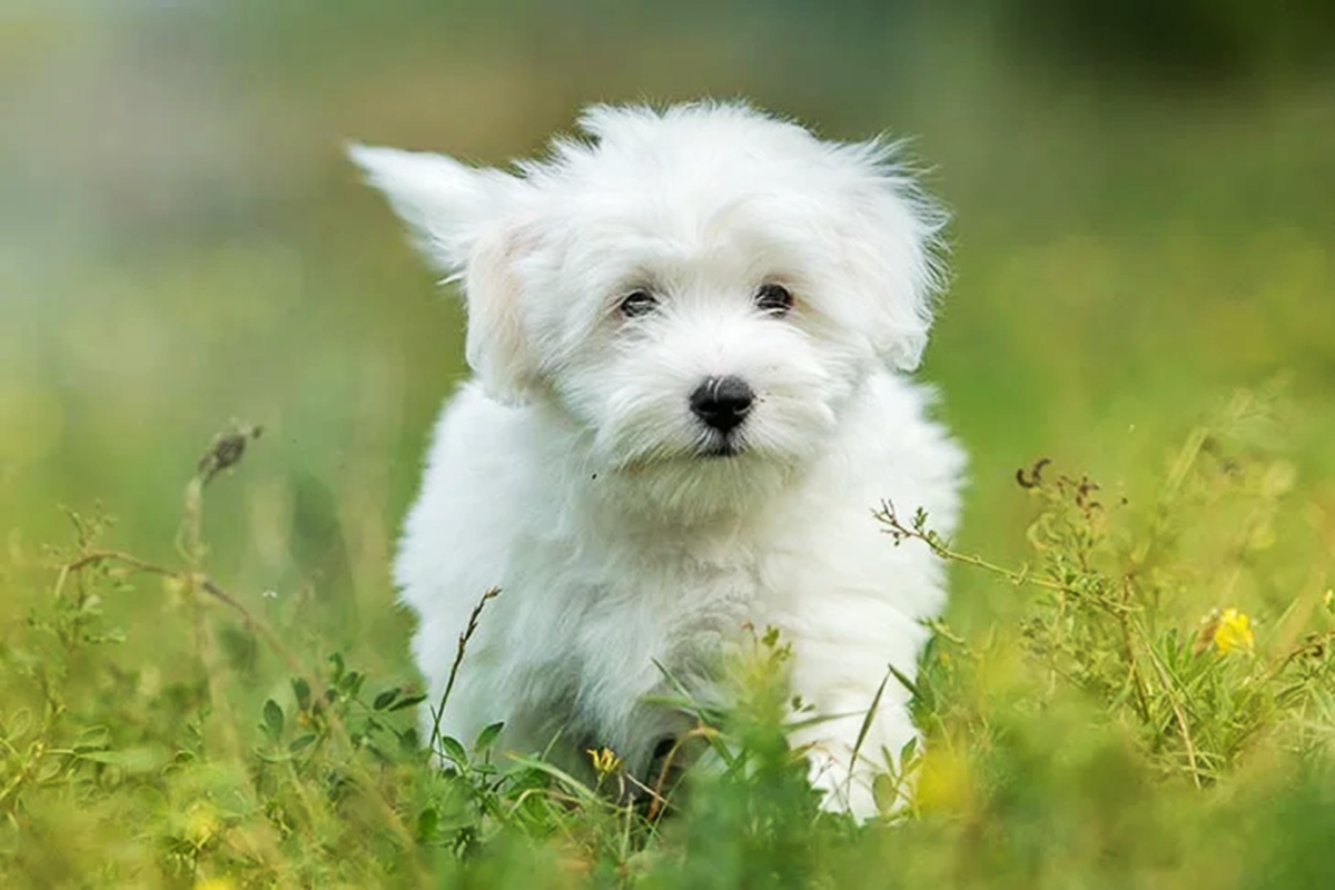 15 Dog Breeds Like the Shih Tzu - PetHelpful