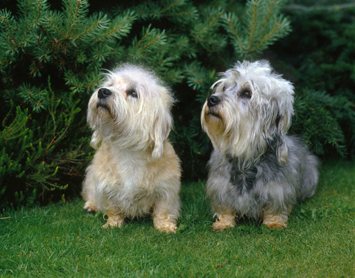 Bull terrier shih tzu fashion