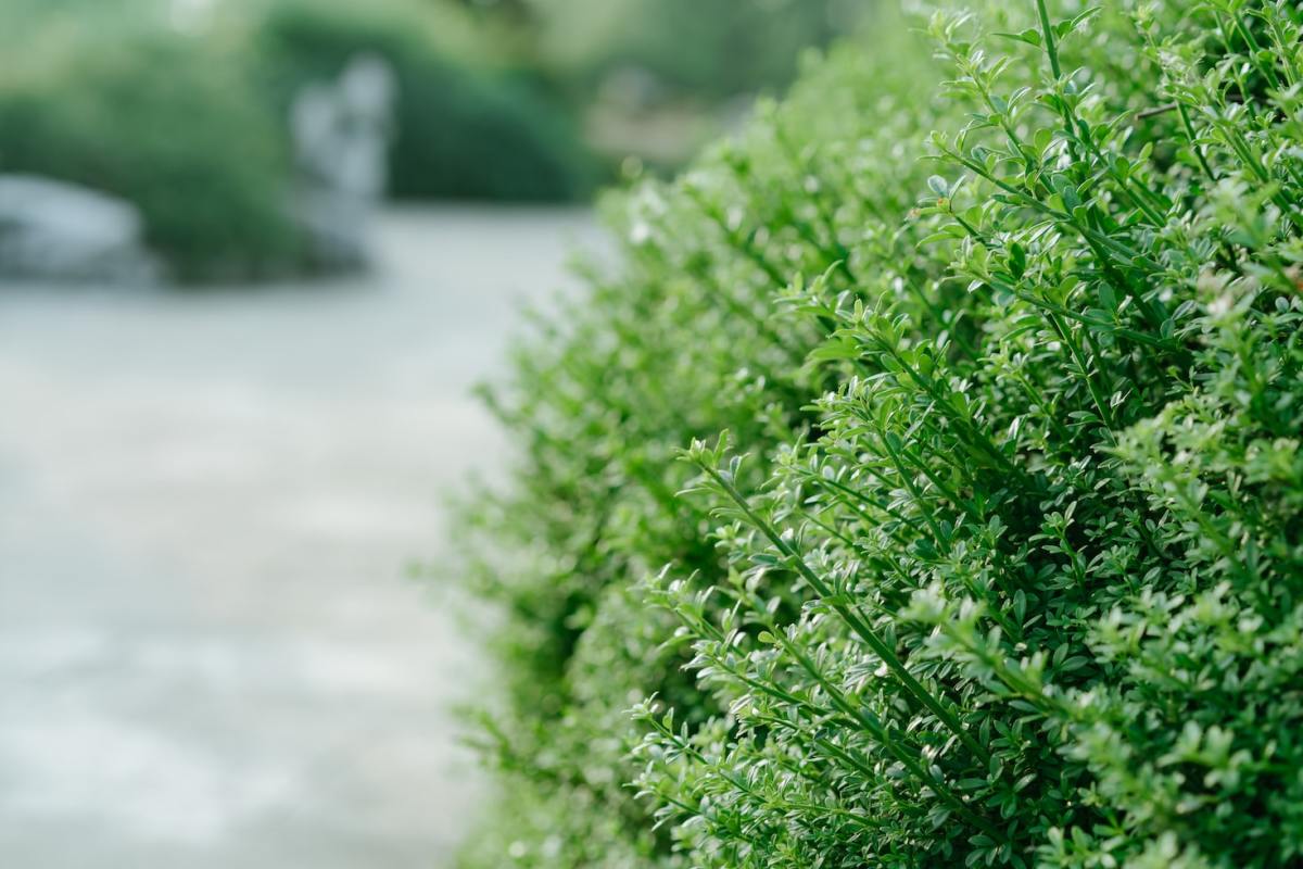 How to Remove a Shrub or Bush From Your Yard