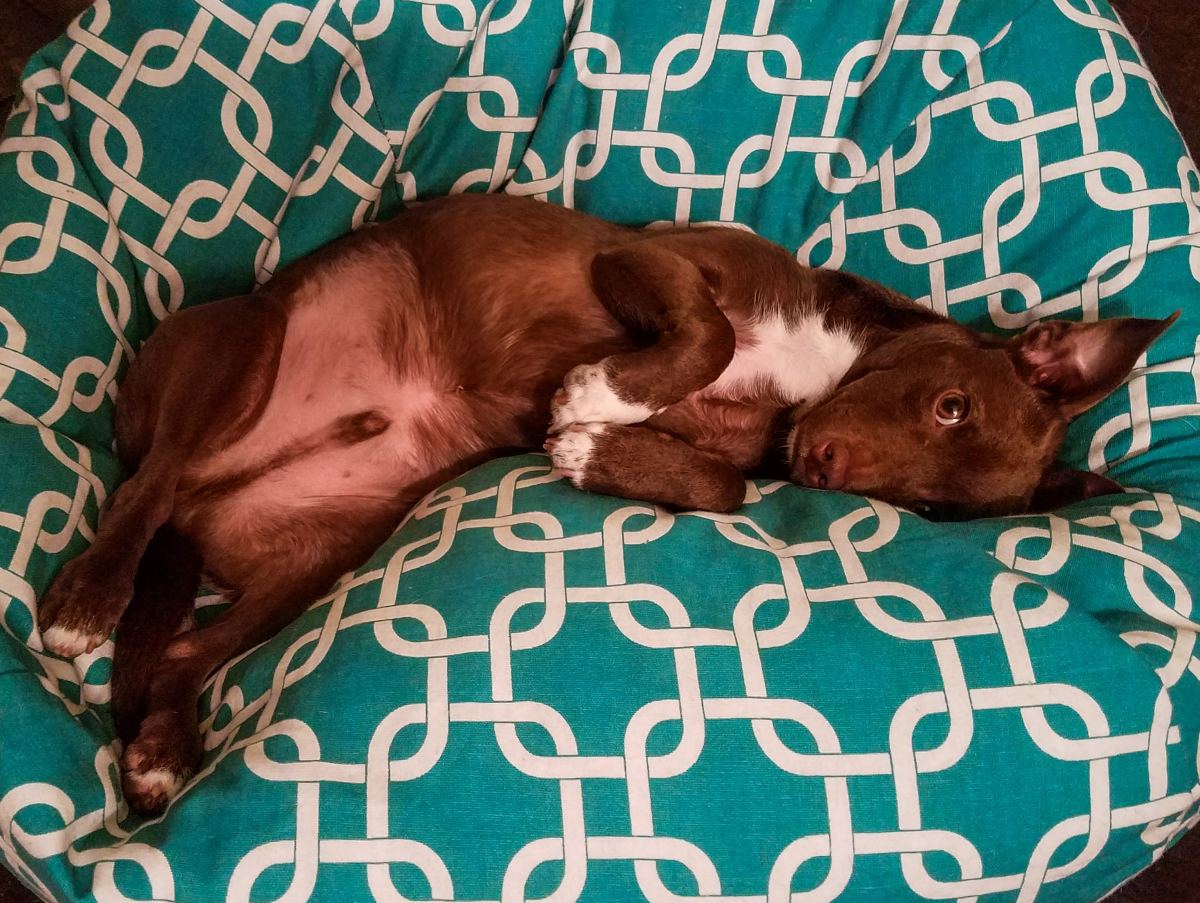 6 Tips to Get Your Dog to Sleep Happier at Night PetHelpful