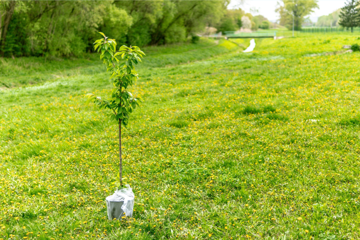 How to Plant a Tree (or Shrub) in 9 Easy Steps