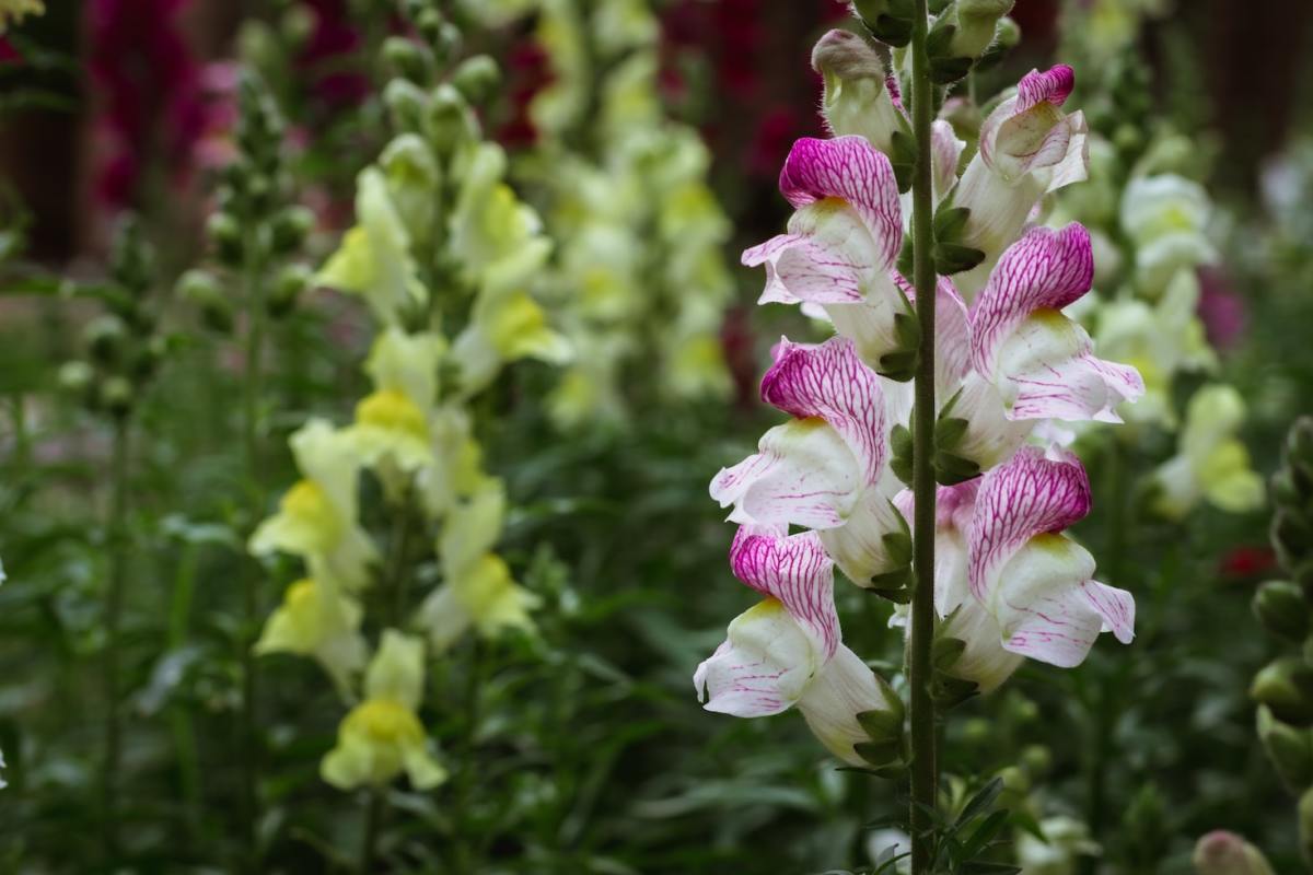 Why Do Snapdragons Come Back Each Year in Different Colors?