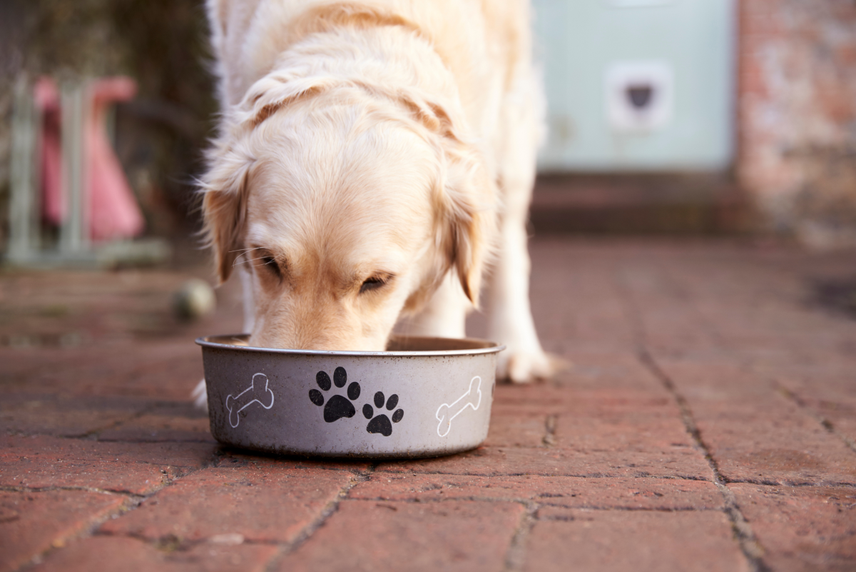 Best Recipes for Healthy Homemade Dog Food