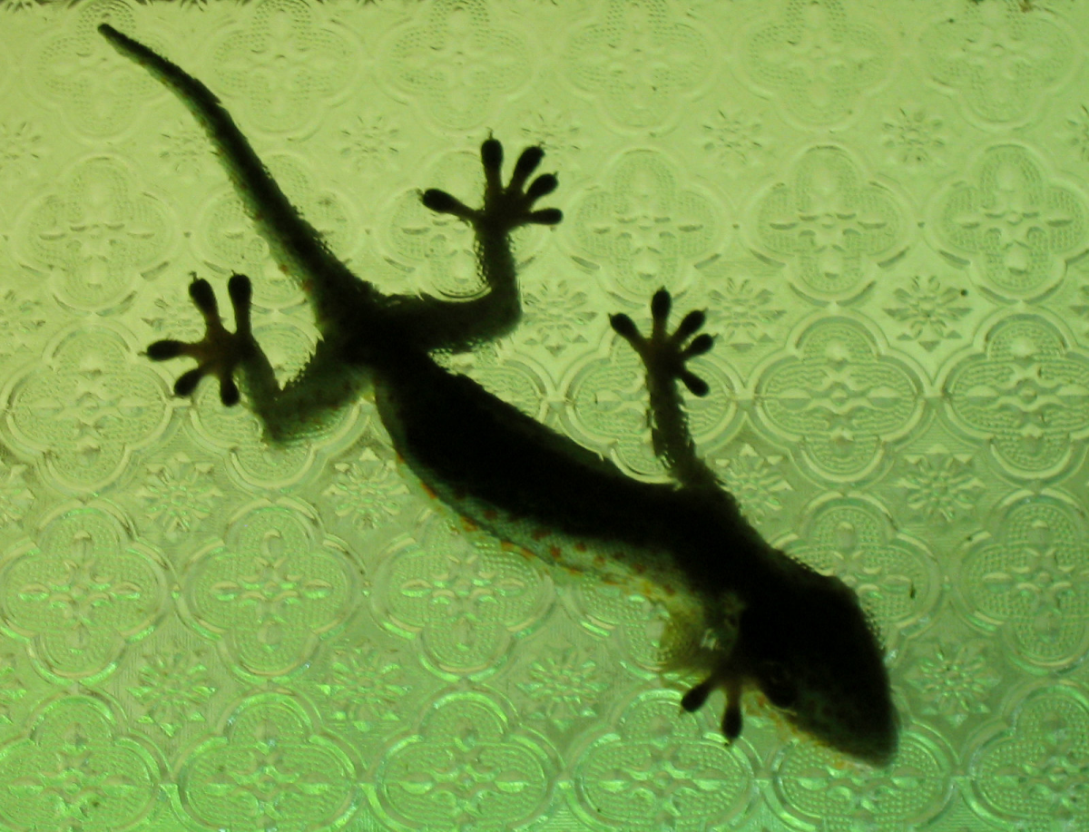Can You Use Lizards Indoors for Pest Control?