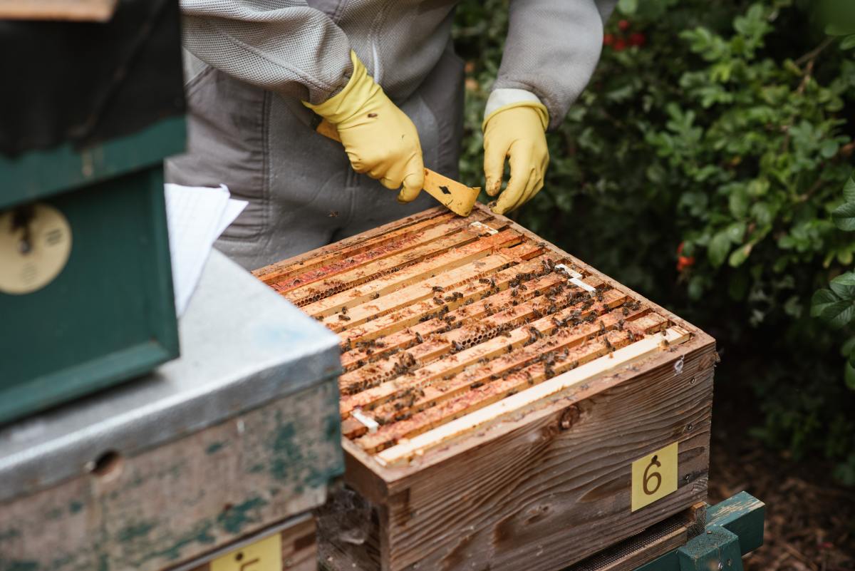 How to Maintain and Care for a Beehive
