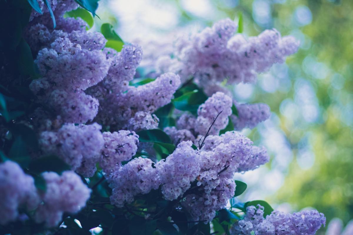 How to Grow and Prune Lilac Bushes