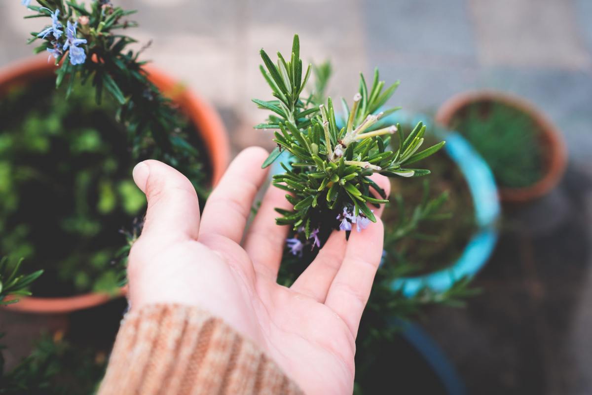How to Grow Rosemary in Pots in a Northern Climate