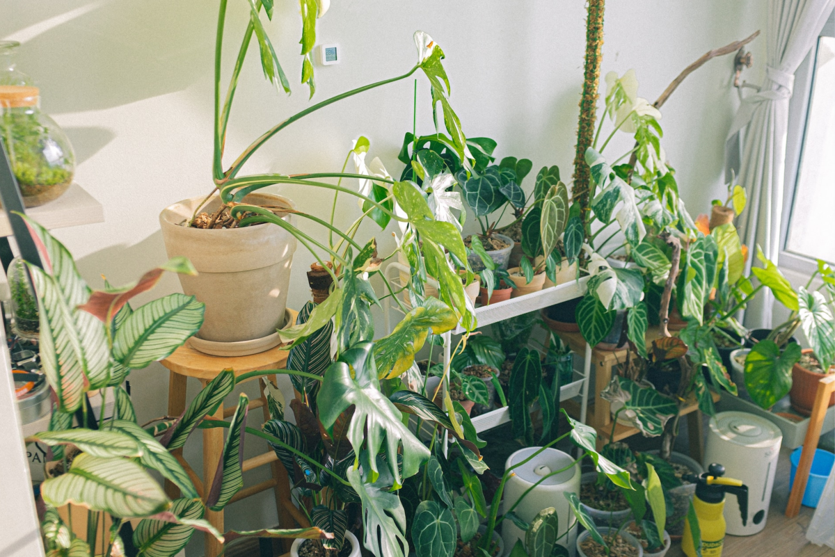 Rotating Houseplants Is Important but Often Overlooked