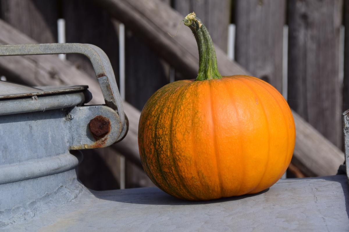 How to Deal With Frost on Your Pumpkin Patch