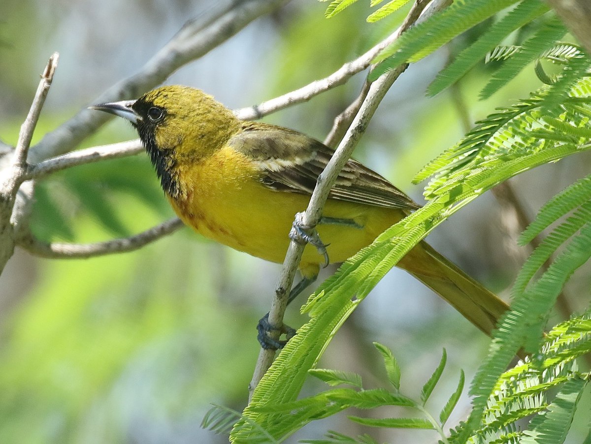 Attract the Hooded Oriole to Your West Coast Yard or Garden