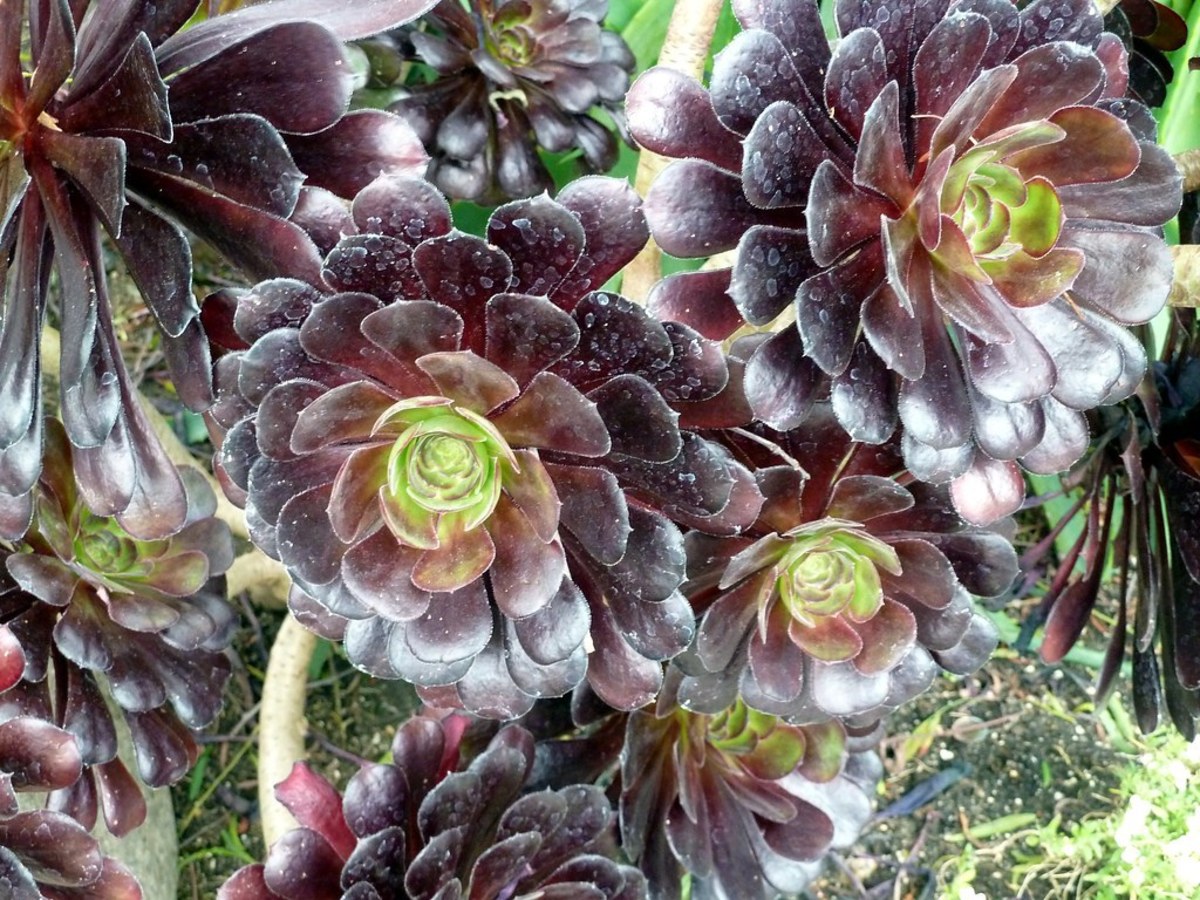The Aeonium Flower: A Succulent for the Mediterranean Garden