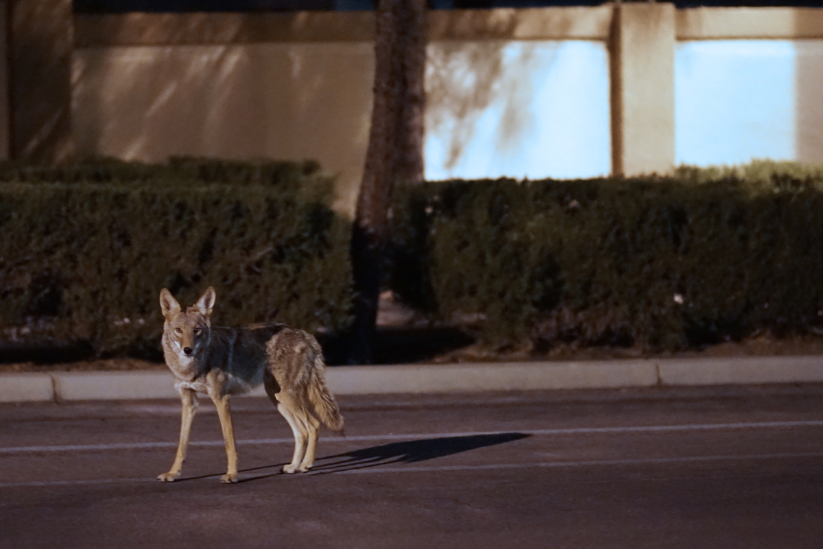 What Kind of Dog Can I Get If I Live in an Area With Coyotes?