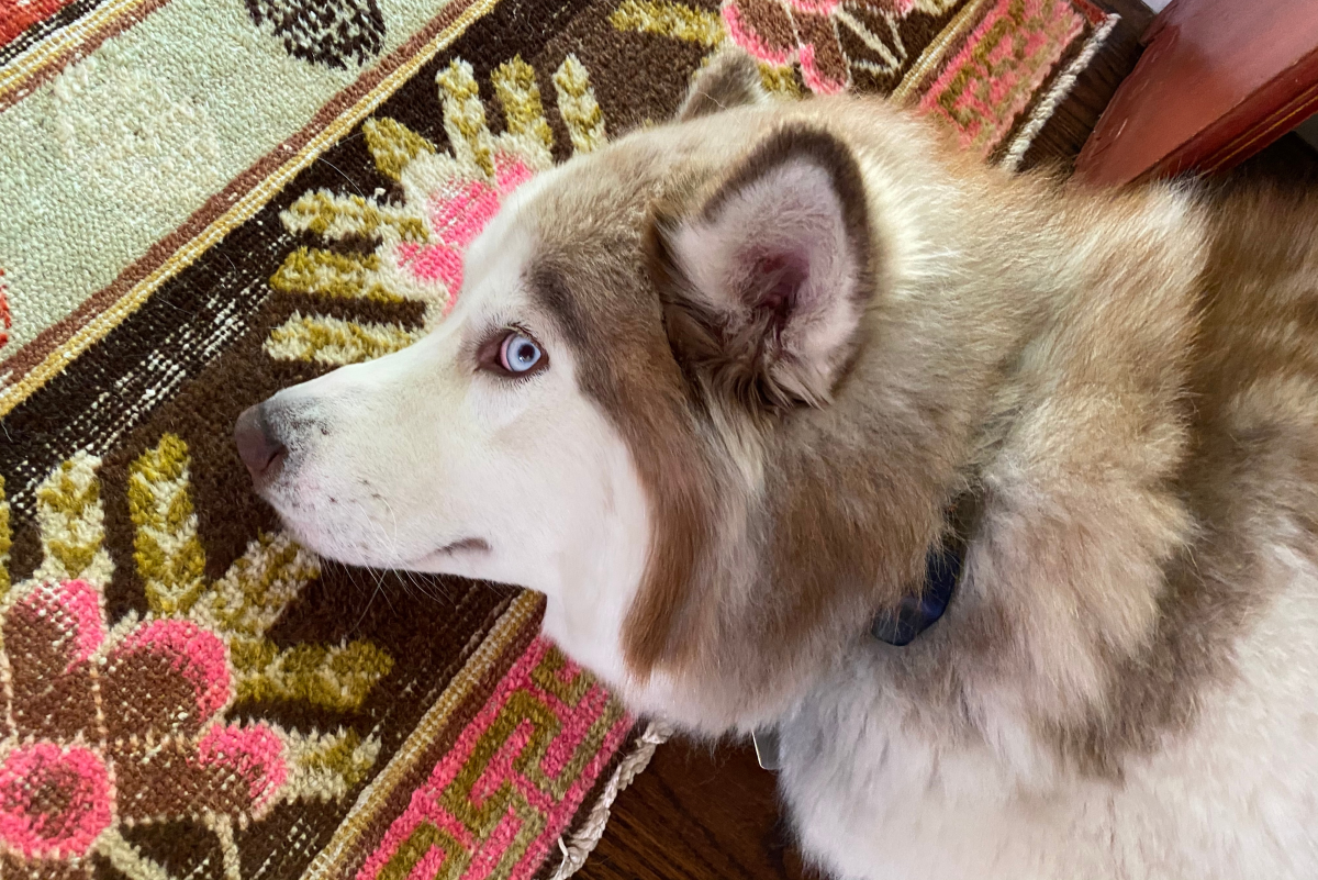 Is There Something Wrong With My Husky's Eyes?