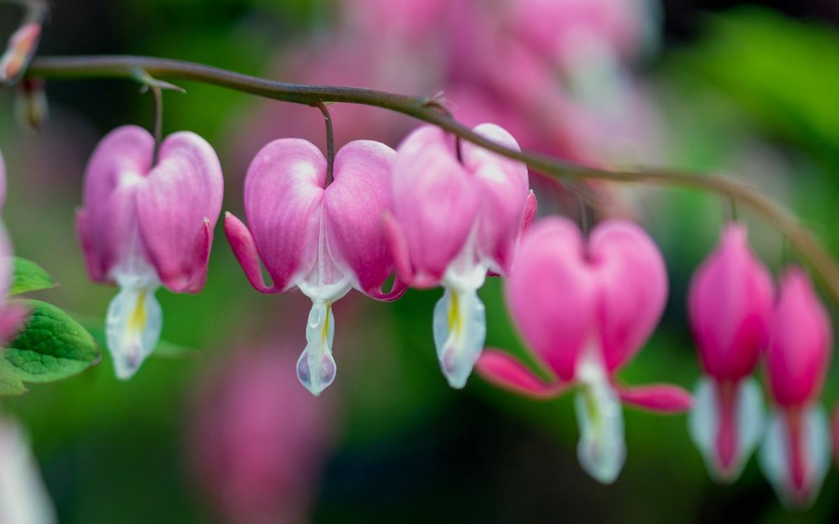 Bleeding Heart Plant: How to Care for the Perennial