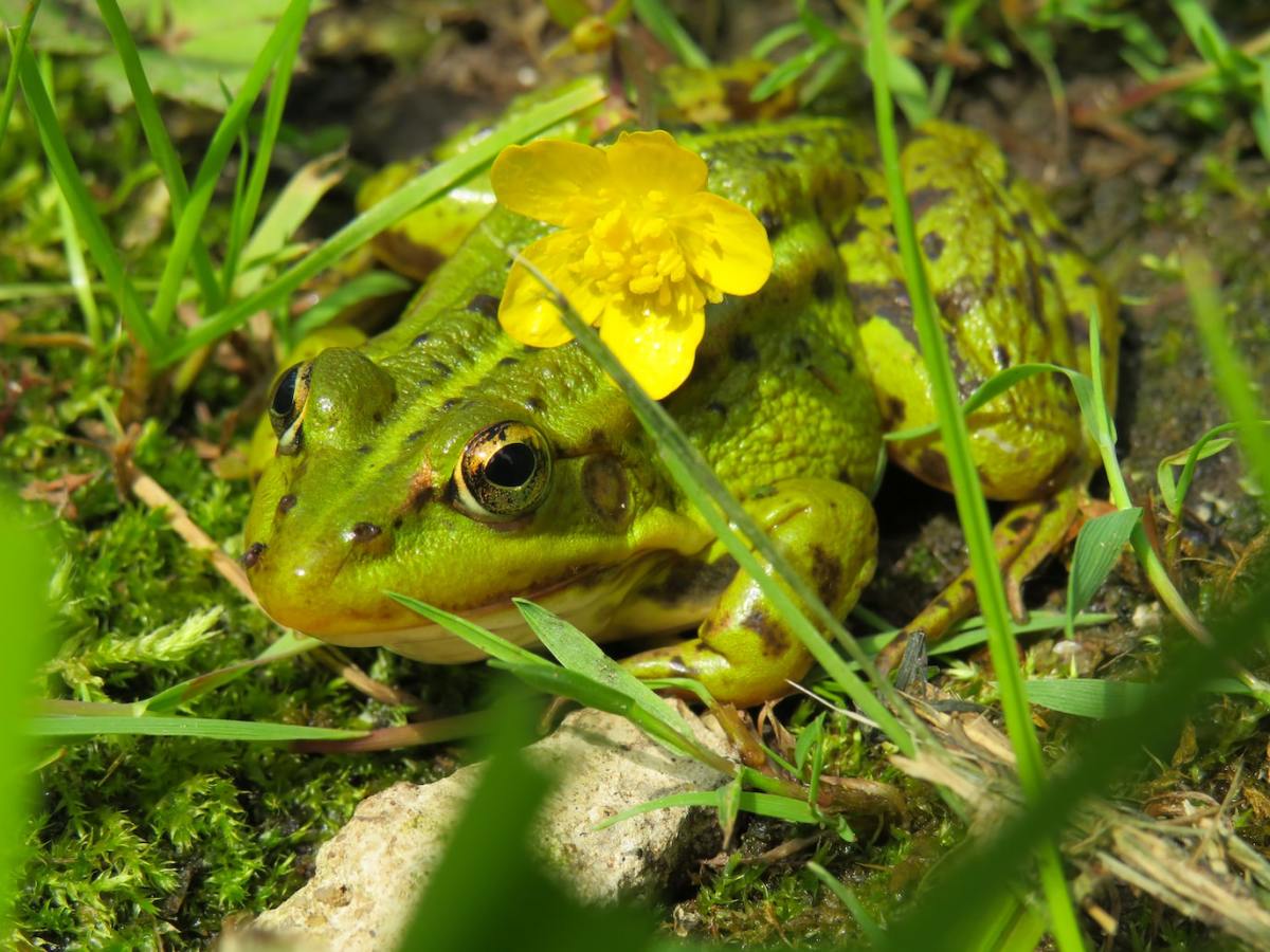 How to Attract Frogs and Toads to Your Garden