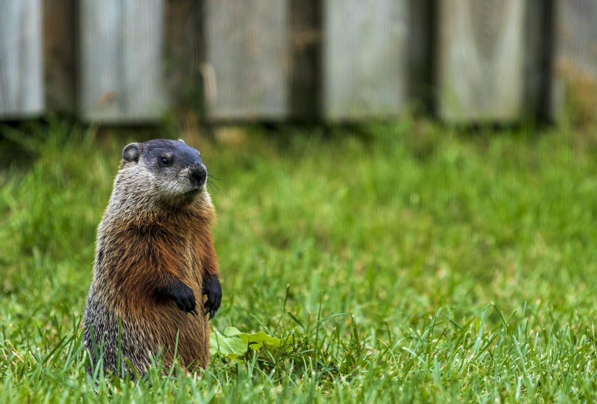 How to Get Rid of a Groundhog in the Garden