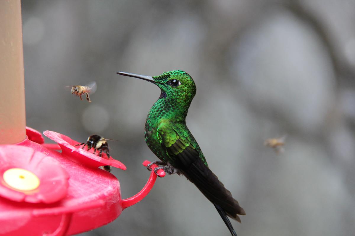 A Simple Guide to Setting up Your Hummingbird Feeder