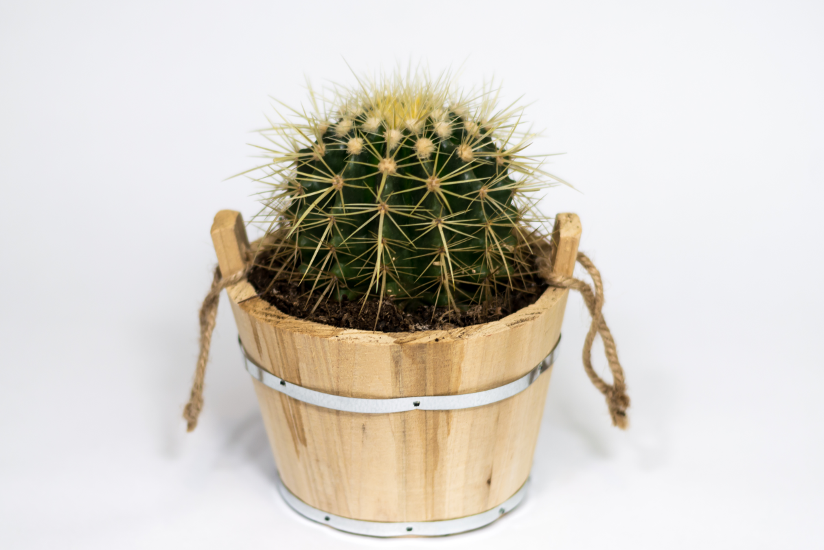 Caring for Indoor Barrel Cactus