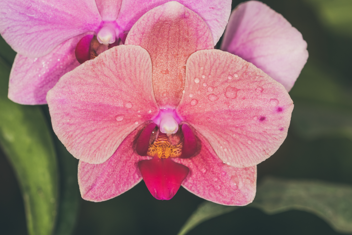 How to Care for a Phalaenopsis Orchid