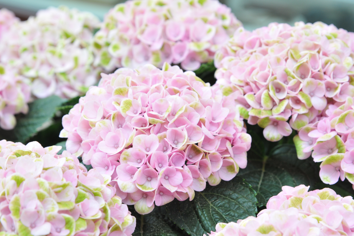 How to Use Rooting Hormone to Propagate Hydrangeas