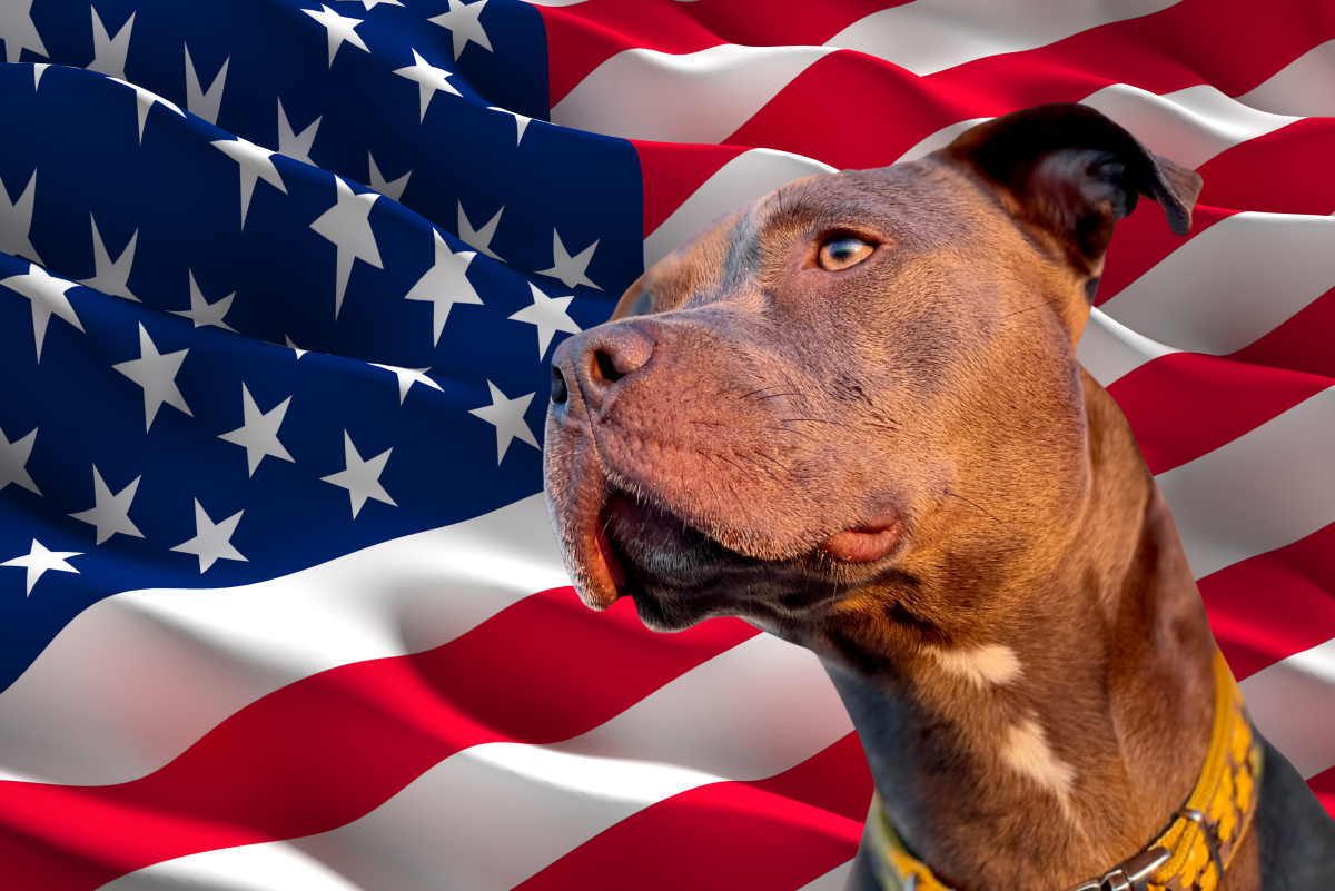 12 Authentic American Dog Breeds (Made in America) PetHelpful