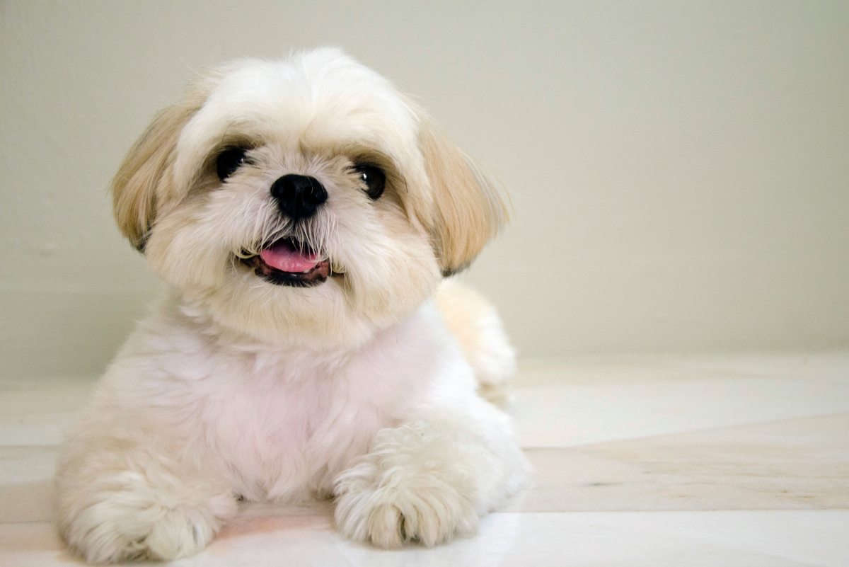 How to Take Care of Your Pregnant Shih Tzu